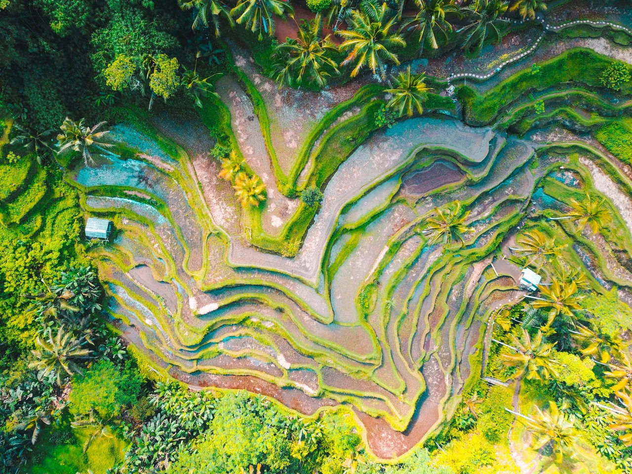 Bird eye view of rice fields