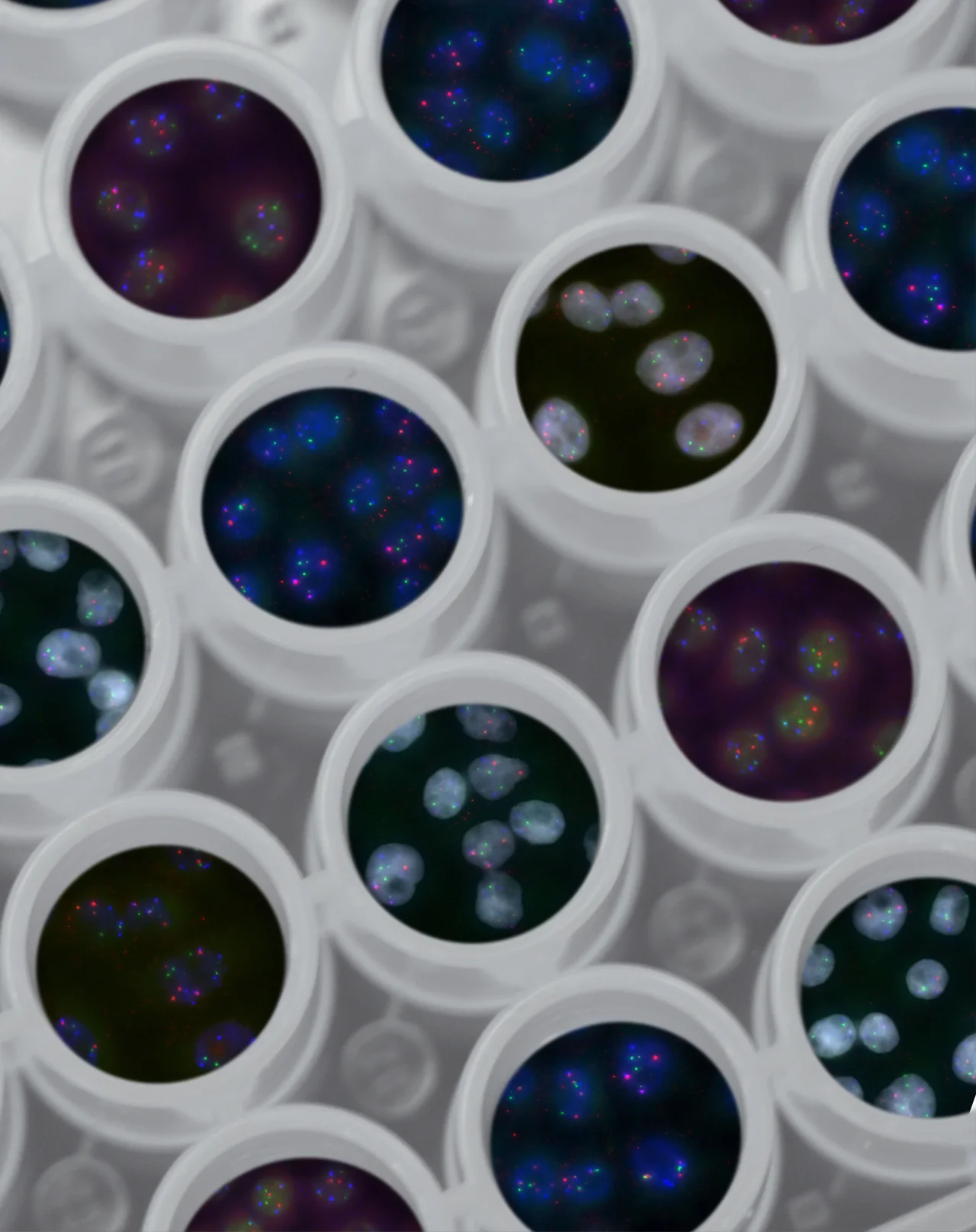 Image of a lab