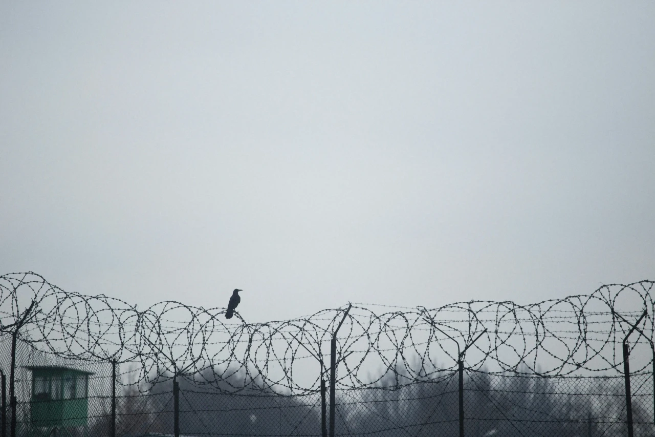 Barbed wire fence and a black bird